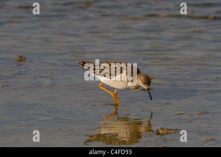 Le Combattant varié (Philomachus pugnax) nourrir aucun plumage nuptial Banque D'Images