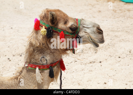 Portrait d'un chameau sur la plage à Dubaï Banque D'Images