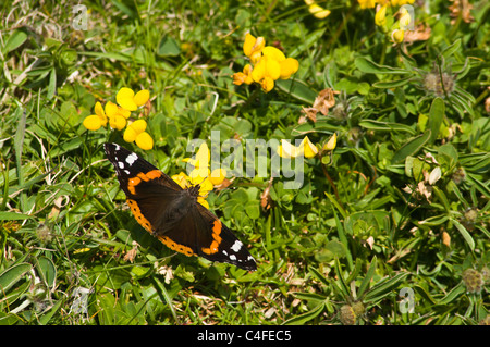 dh Red Admiral papillons UK SCOTLAND Flying Yellow Wildflower huile de pied d'oiseau lotus coniculatus vanessa atalanta grande-bretagne Banque D'Images