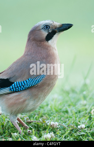 Eurasian Jay Garrulus glandarius portrait Banque D'Images