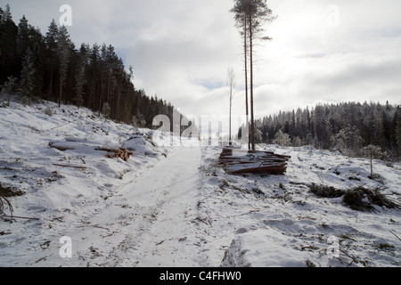 Chemin forestier vide et tas de grumes dans la forêt finlandaise à Winter, Finlande Banque D'Images