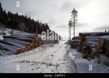 Chemin forestier vide et tas de grumes dans la forêt finlandaise à Winter, Finlande Banque D'Images