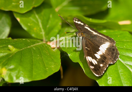 Limenitis camilla Banque D'Images