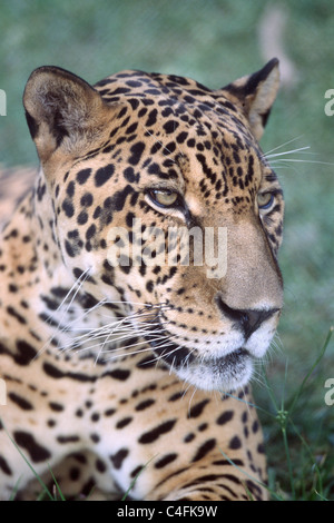 Jaguar - libre (captive).(Panthera onca).Pantanal, Brésil Banque D'Images