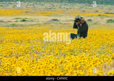 Photographe Steve Shuey tapis de fleurs sauvages, photographier Carrizo Plain National Monument, Avril Banque D'Images