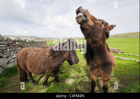 Poneys Shetland' Établissement"Sumburgh, Chef, Shetland, Écosse Banque D'Images