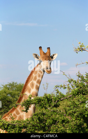 Angolais jeune Girafe (Giraffa camelopardalis angolensis) dans le parc national d'Etosha, Namibie. Banque D'Images