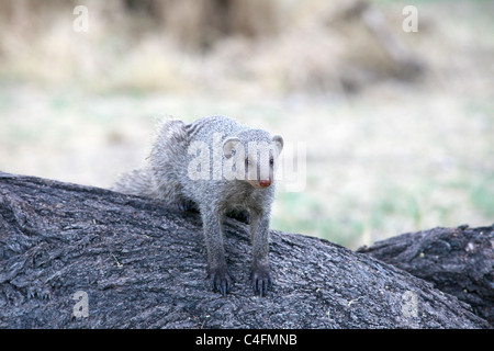 Mongoose bagués (Mungos mungo) dans le parc national d'Etosha, Namibie Banque D'Images