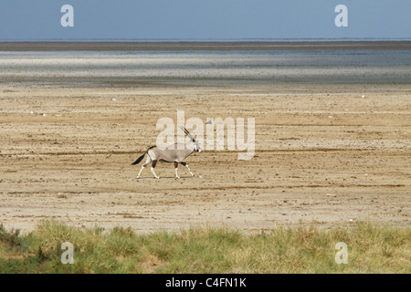 Oryx de beisa oryx, ou, au sel d'Etosha Pan, le nord de la Namibie. Banque D'Images