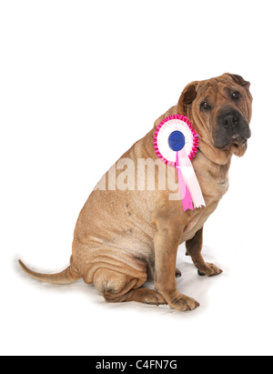 Shar Pei chien avec rosette la deuxième place Banque D'Images