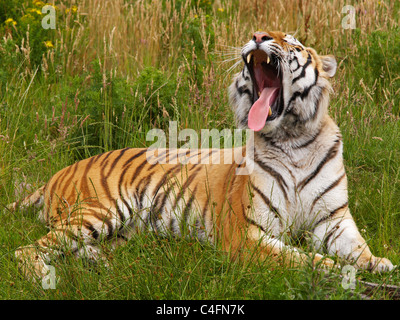 Siberian Tiger bâillement allongé dans l'herbe Banque D'Images