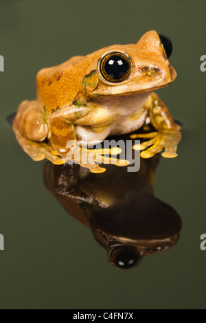 Marbled Reed Frog/ Reed peint grenouille (Hyperolius marmoratus) Sam avec miroir comme reflet dans l'eau Banque D'Images