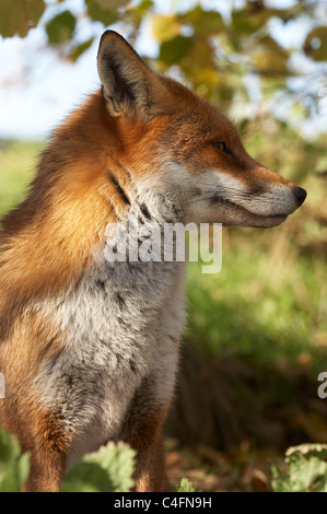 British ou renard roux européen [Vulpes vulpes crucigera], portrait de profil Banque D'Images