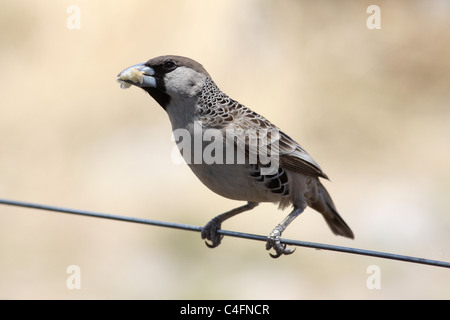 Sociable weaver bird (Philetairus socius) dans le parc national d'Etosha, Namibie Banque D'Images