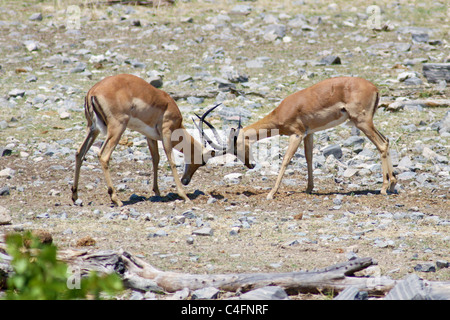 Face noir Impala (Aepyceros melampus petersi) de combat, Etosha NP, Namibia Banque D'Images