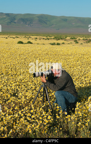 Photographe Steve Shuey photographier des tapis de fleurs, Tidytips Carrizo Plain National Monument, Avril Banque D'Images