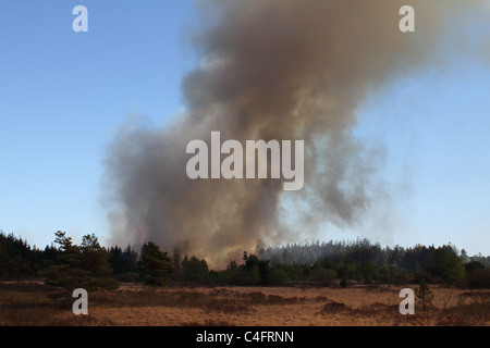 Feu de forêt en Gyttegaard non contrôlée au Danemark de plantation Banque D'Images