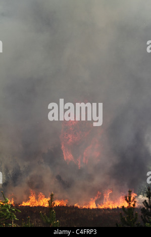 Feu de forêt en Gyttegaard non contrôlée au Danemark de plantation Banque D'Images