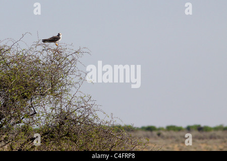 Black-winged ou black-shouldered kite, Etosha National Park, Namibie Banque D'Images