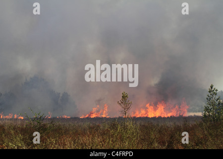 Feu de forêt en Gyttegaard non contrôlée au Danemark de plantation Banque D'Images