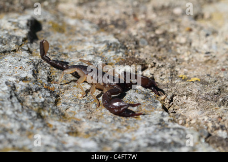 Scorpion à queue jaune européenne (Euscorpius flavicaudis) qui n'est pas rare dans le sud de l'Europe. Banque D'Images