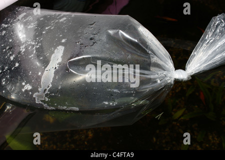 Sac contenant le poisson flottant dans l'aquarium d'égaliser la température de l'eau Banque D'Images