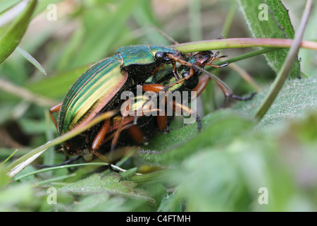 Golden Zabre (Carabus auratus) l'accouplement Banque D'Images