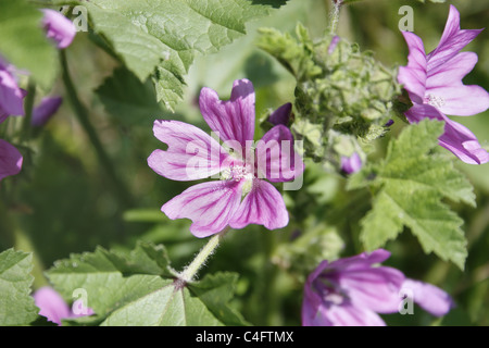Image de fleur mauve commune Malva sylvestris Banque D'Images