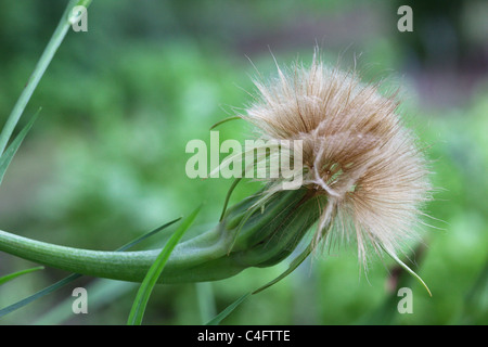 Chef de la semence Tragopogon porrifolius Banque D'Images