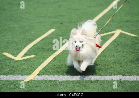 Blanc chien Pomeranian d'exécution sur l'aire de jeux Banque D'Images