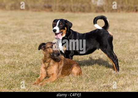 Appenzeller avec chiot Terrier Westfalen, sur jardin pelouse, Basse-Saxe, Allemagne Banque D'Images