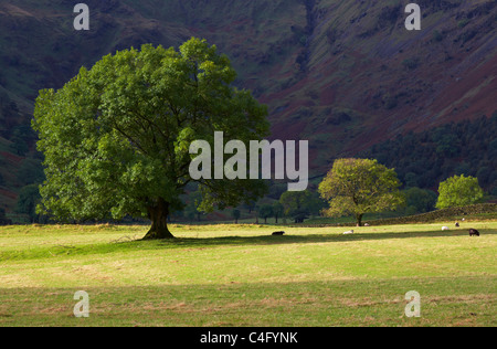 Une scène de Dovedale dans le Lake District Banque D'Images