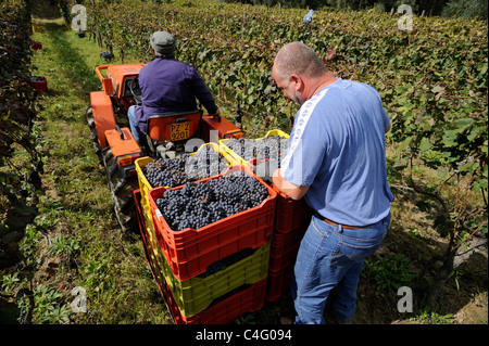 Italie, Basilicate, Roccanova, vignobles, vendanges, tracteur Banque D'Images