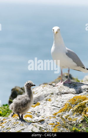 Un goéland argenté avec chick, South Stack, Anglesey. Banque D'Images