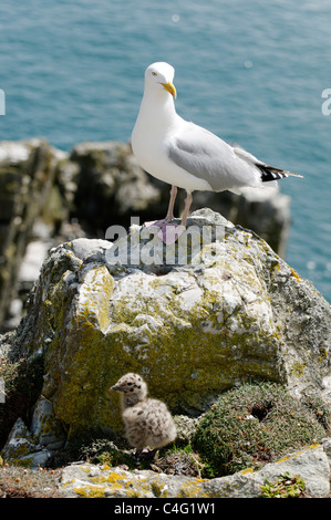 Un goéland argenté avec chick, South Stack, Anglesey. Banque D'Images