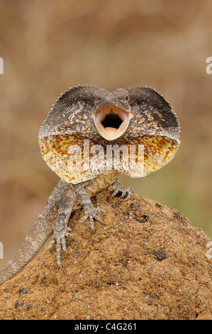 Frilled Lizard Chlamydosaurus kingii menace afficher sur termitière photographié dans le Nord du Queensland, Australie Banque D'Images