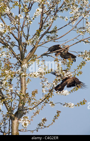 Buse variable (Buteo buteo), paire combats en cerisier, Basse-Saxe, Allemagne Banque D'Images