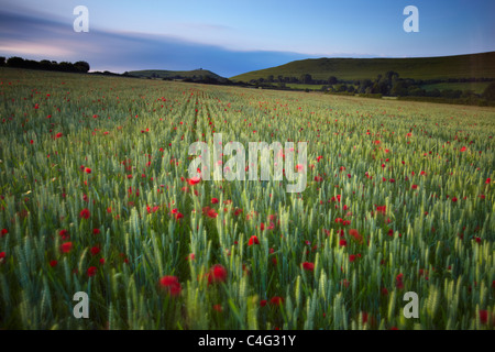 Poppies soufflant dans la brise sur une soirée d'été, Corton Denham, Somerset, England, UK Banque D'Images