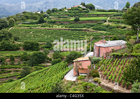 Vignobles de la vallée du Douro, Portugal Banque D'Images