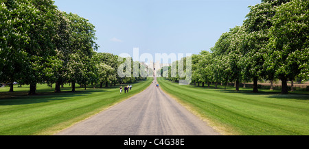 Châtaignes à cheval en été sur la longue promenade Windsor Great Park Berkshire England UK Grande-bretagne Go Europe Banque D'Images