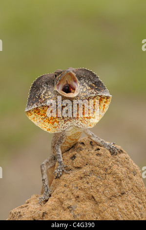 Frilled Lizard Chlamydosaurus kingii Dsplaying photographié dans le Queensland, Australie Banque D'Images