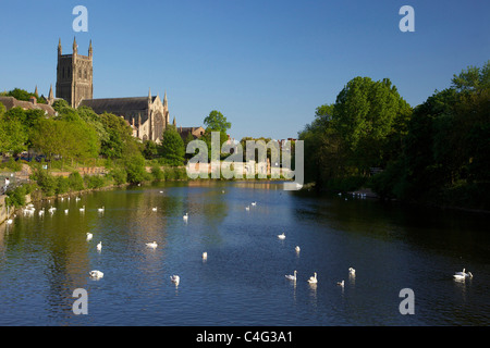 Les cygnes tuberculés près de la cathédrale de Worcester en soirée le soleil d'été, rivière Severn, Worcestershire, Angleterre, Royaume-Uni GB British Isles Banque D'Images