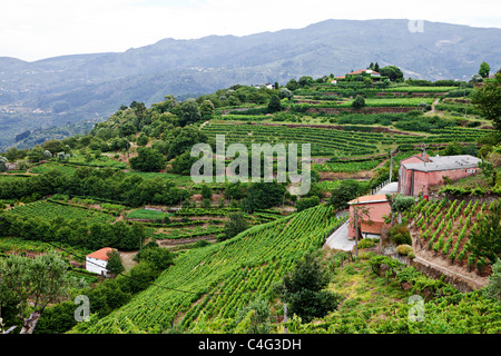 Vignobles de la vallée du Douro, Portugal Banque D'Images