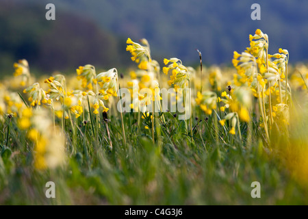 Coucou bleu (Primula veris), la floraison sur pré, Hesse du Nord, Allemagne Banque D'Images