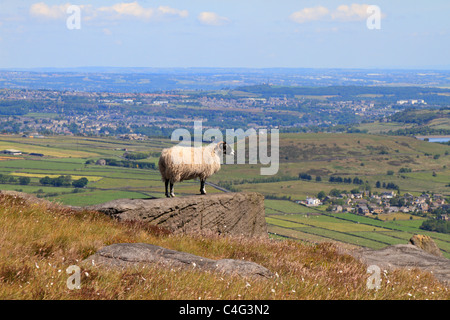 Une brebis Swaledale debout sur un rocher sur Meltham Moor près de Holmfirth, donnant sur Huddersfield, Yorkshire de l'Ouest, Peak District National Park, Angleterre. Banque D'Images