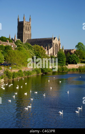 Les cygnes tuberculés près de la cathédrale de Worcester en soirée le soleil d'été, rivière Severn, Worcestershire, Angleterre, Royaume-Uni GB British Isles Banque D'Images