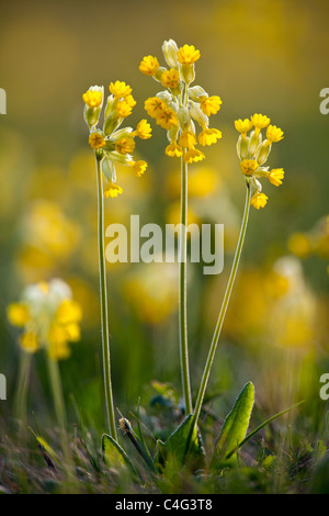 Coucou bleu (Primula veris), la floraison sur pré, Hesse du Nord, Allemagne Banque D'Images