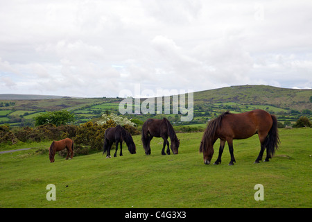 Poneys sauvages sur la lande près de Hound Tor South Devon Dartmoor England UK GB British Isles Banque D'Images