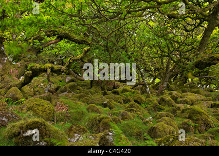 Chênes sessiles et moss en Wistman's Wood Devon Dartmoor England UK GB British Isles Banque D'Images