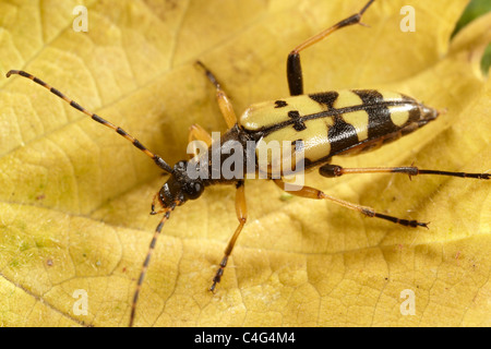 Longhorn beetle, Strangalia maculata UK Banque D'Images